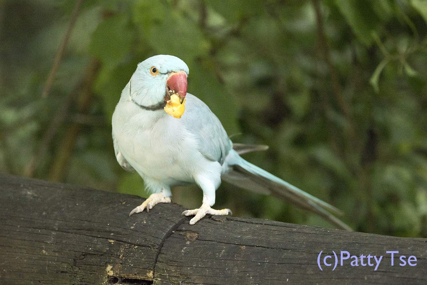 birds